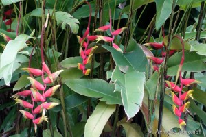 Guadeloupe Août 2015-02725   